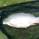myFish_2011_4_9_22_13_15_952.jpeg