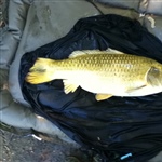 myFish_2011_5_2_19_11_15_668.jpeg