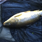myFish_2011_5_2_19_12_10_673.jpeg