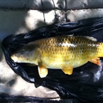 myFish_2011_5_2_19_13_22_238.jpeg