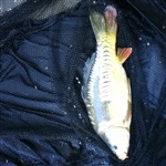 myFish_2011_5_2_19_7_35_778.jpeg