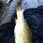 myFish_2011_5_2_19_9_12_841.jpeg