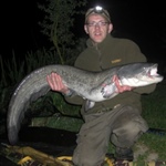 31lb catfish
