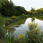 Springwood 2