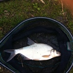 myFish_2011_6_11_18_21_17_406.jpeg