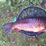 12lb_Plated_Mirror.jpg
