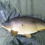 13lb3oz_mirror.JPG