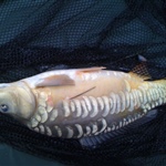 White Springs 1