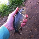 Bain Valley Fisheries 1