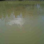 myFish_2010_4_20_19_30_0_449.jpeg