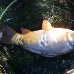 myFish_2010_10_18_21_18_31_131.jpeg