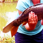 myFish_2011_7_11_11_48_49_896.jpeg