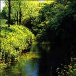 myFish_2010_11_4_10_34_27_870.jpeg