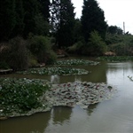 myFish_2010_11_4_11_3_21_722.jpeg
