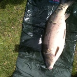 myFish_2010_9_5_18_56_30_481.jpeg