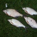 myFish_2011_10_9_19_8_6_315.jpeg