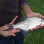 myFish_2011_9_25_20_53_29_825.jpeg