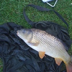 myFish_2011_4_21_20_38_21_229.jpeg