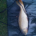 myFish_2011_8_7_8_42_44_747.jpeg