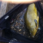 myFish_2011_9_22_0_10_19_432.jpeg