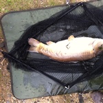 myFish_2011_9_22_19_20_7_10.jpeg