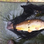myFish_2011_9_22_19_21_0_592.jpeg