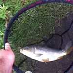 myFish_2011_8_15_21_35_22_617.jpeg