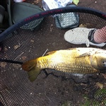 myFish_2011_8_15_21_36_22_63.jpeg