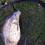myFish_2011_8_15_21_39_12_177.jpeg
