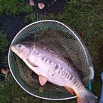 myFish_2011_8_28_13_4_59_334.jpeg