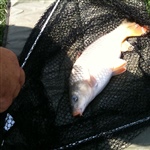 myFish_2011_8_1_10_39_12_387.jpeg