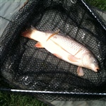 myFish_2011_8_1_10_44_40_890.jpeg