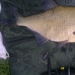 myFish_2011_8_3_10_3_20_481.jpeg