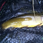 myFish_2011_8_3_9_54_1_554.jpeg