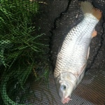 myFish_2011_7_27_2_41_48_265.jpeg