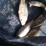 myFish_2011_2_14_1_27_28_538.jpeg