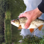 myFish_2011_2_24_1_22_26_59.jpeg