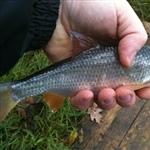myFish_2010_11_7_15_46_48_480.jpeg