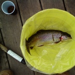 myFish_2011_4_25_12_22_16_123.jpeg