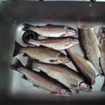 myFish_2011_4_25_12_28_11_853.jpeg