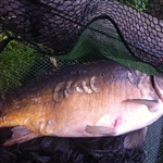 myFish_2011_7_20_22_6_36_485.jpeg