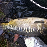 myFish_2011_7_20_22_8_24_332.jpeg
