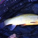 myFish_2011_6_10_16_41_39_801.jpeg
