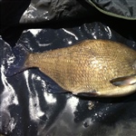 myFish_2011_7_25_13_42_35_824.jpeg