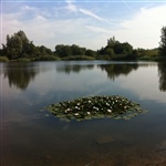 myFish_2011_9_3_21_6_6_584.jpeg