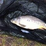 myFish_2011_8_19_18_48_39_870.jpeg