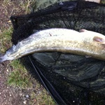 myFish_2011_8_19_18_49_16_836.jpeg
