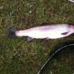 myFish_2011_6_23_18_30_39_313.jpeg