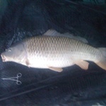 myFish_2011_9_8_19_2_29_510.jpeg
