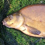 myFish_2011_2_26_21_34_47_551.jpeg